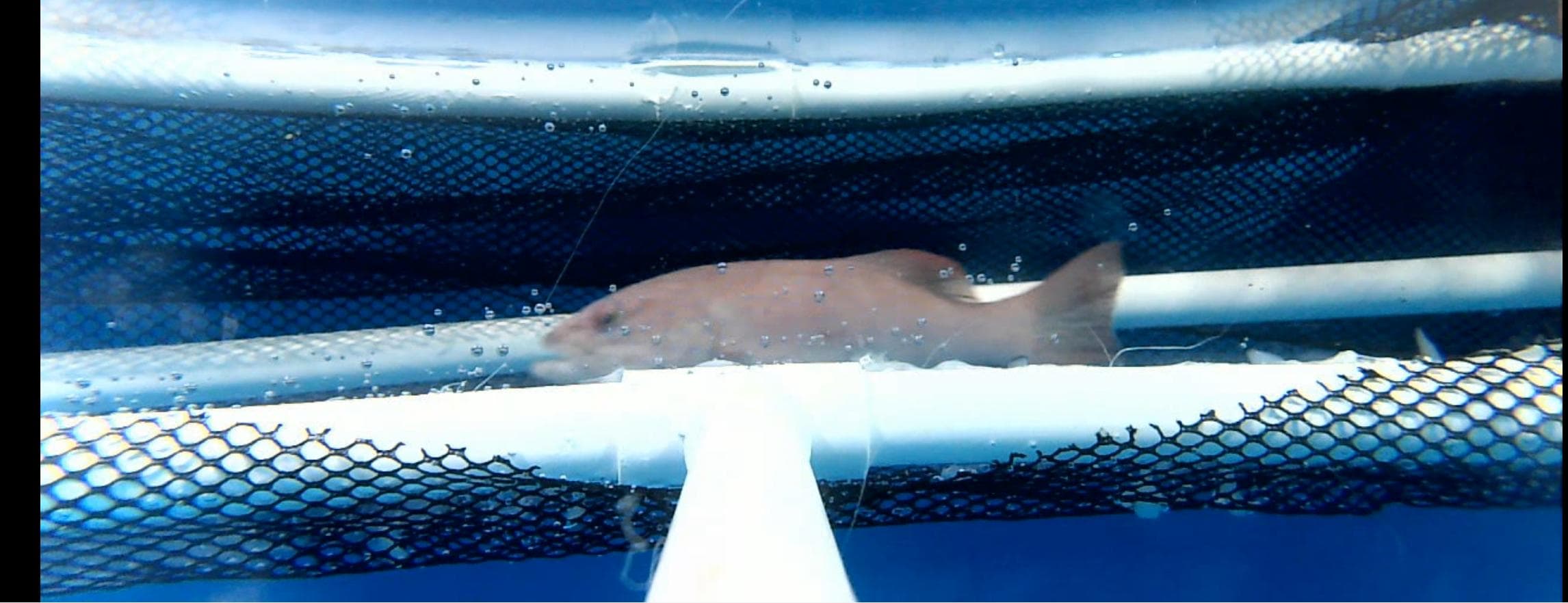 Side-view capture frame of the passage