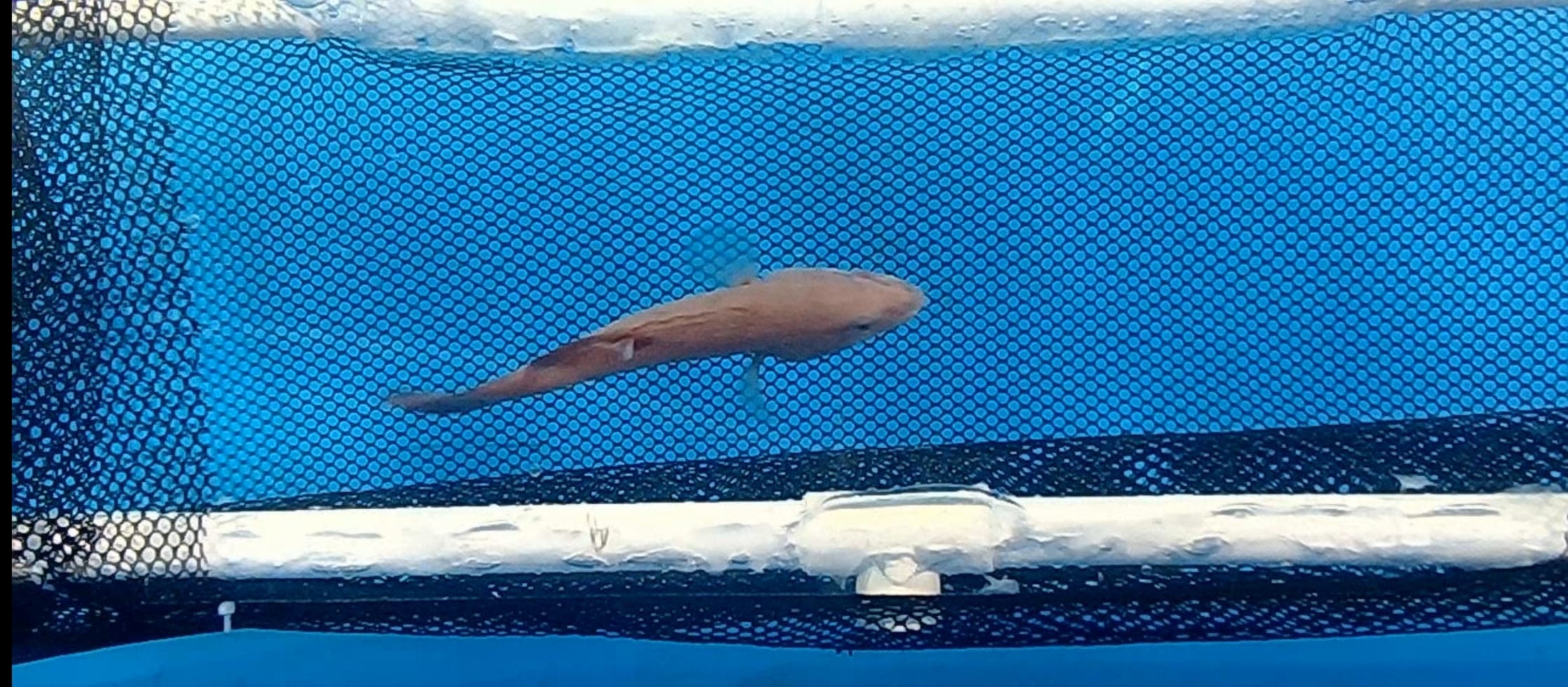 Top-view capture frame of the passage