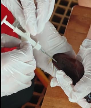 Chip implantation into the dorsal muscle